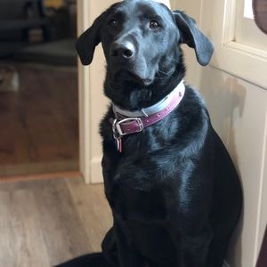 Meet your Posher, Tanner